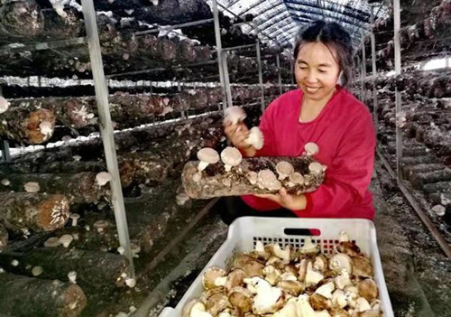 河南：漯河菇農喜收“致富菇”