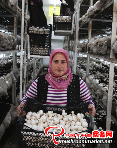 土耳其：优质菌菇朵朵开 致富产业入画来