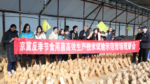 京冀反季节食用菌高效生产技术培训与试验示范现场观摩会召开