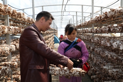 贵州：食用菌产业助力义龙新市民增收致富
