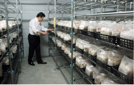 日本：這個食用菌品種您聽說過嗎？
