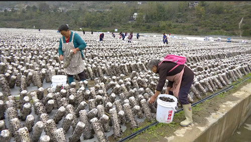 贵州：印江黑木耳产值4.2亿 农民致富有奔头
