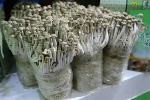 “鄒城蘑菇”亮相第十七屆中國國際農產品交易會