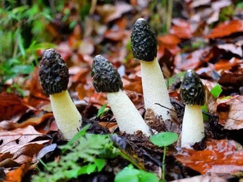 貴州：大方冬蓀農業標準化示范區通過考核評估