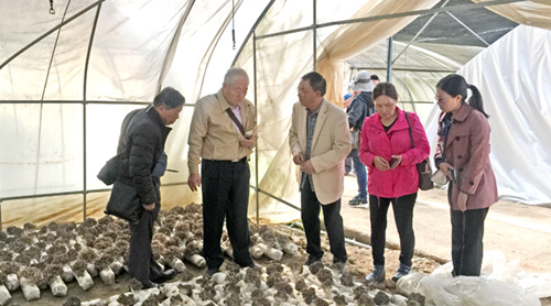 浙江：臺灣地區(qū)食用菌產業(yè)代表團到慶元參觀考察