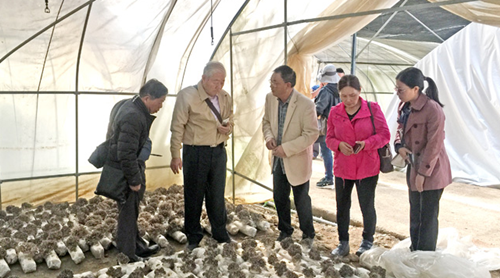 浙江：台湾地区食用菌产业代表团到庆元参观考察