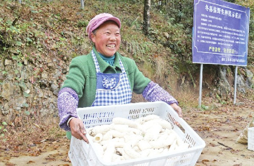 貴州：德江縣林下冬蓀迎豐收 開辟綠色致富之路