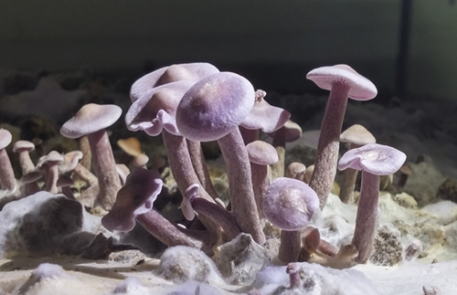 喜報！韓國首次成功開發紫丁香蘑人工箱式栽培