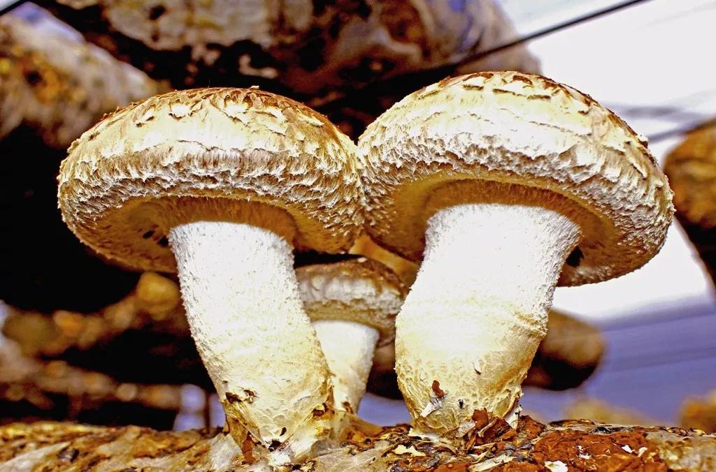 “平泉香菇”榮獲全國“2019最佳市場表現品牌”稱號