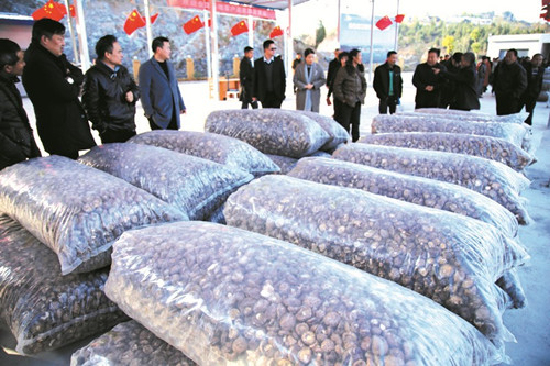 湖北：郧阳香菇交易市场正式开业