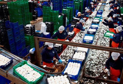 西班牙：圣誕節前鮮菇消費量上漲 食用菌鮮品市場發展潛力大