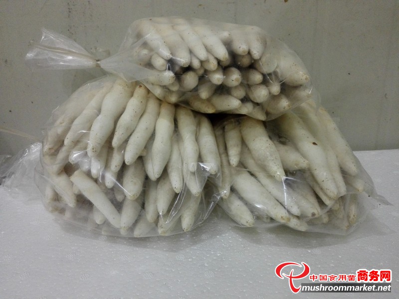 有一种看起来像笋,吃起来甜甜的菇,快来拿走不谢!