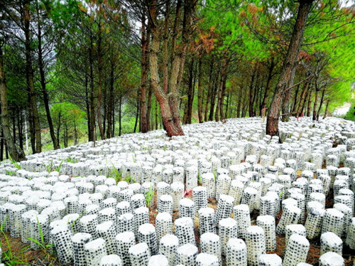 贵州剑河:朵朵小菌菇孕育致富新希望