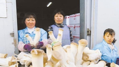 云南：曲靖实施食用菌产业精准扶贫 撑起群众致富伞