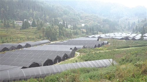 貴州：百畝食用菌種植大棚助農(nóng)增收前景廣