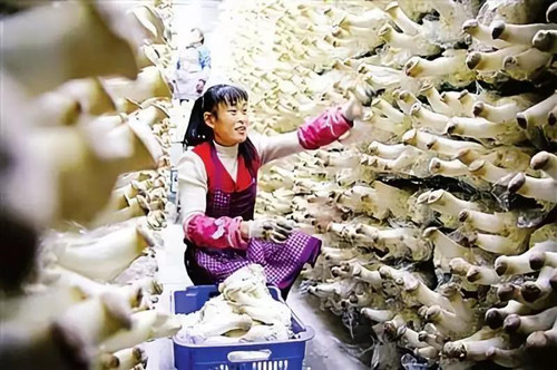 张掖市发展为甘肃省最大工厂化食用菌生产基地