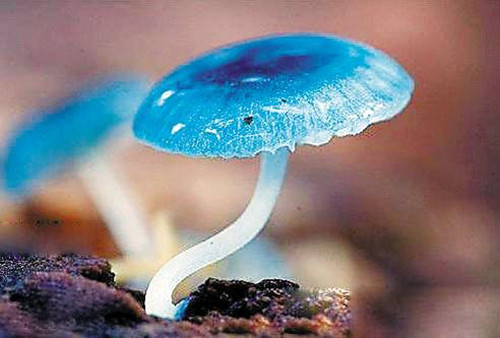 科學家發現蘑菇中的亮藍色化學物質可以檢測活性氧