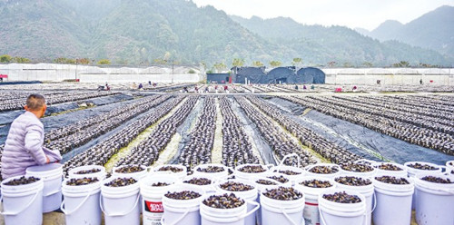 貴州印江：菌香四溢增收路