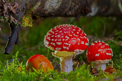 英國：迷幻蘑菇可緩解抑郁癥 暫無嚴重負面影響