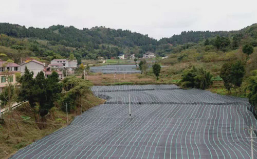 四川：強化食用菌產業(yè)融合發(fā)展 助力鄉(xiāng)村經濟振興