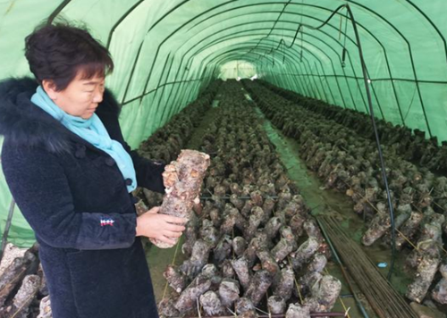 這個(gè)“菇娘”領(lǐng)著全村奔小康