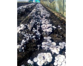 东北特产—紫花脸蘑，人工种植，供应干品鲜品