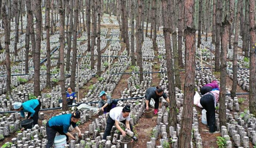 新修訂的《中華人民共和國森林法》公布：可以合理利用公益林林地資源和森林景觀資源，