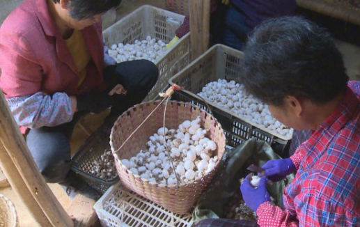 福建漳州：大批蘑菇上市 农民致富忙