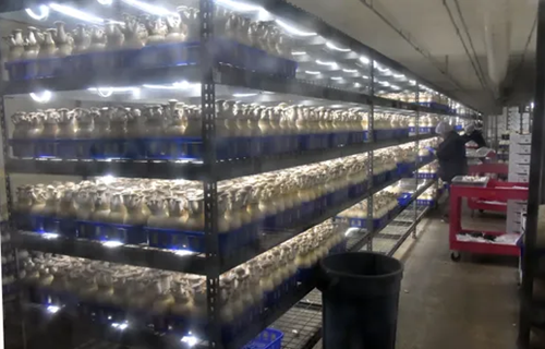 美國：Mycopia Mushrooms公司白玉菇迎豐收