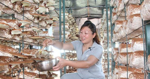黄凤兰：种植食用菌带动村民在家门口就业
