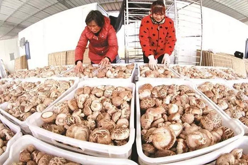 “汝陽(yáng)香菇”入選河南省知名農(nóng)業(yè)品牌目錄