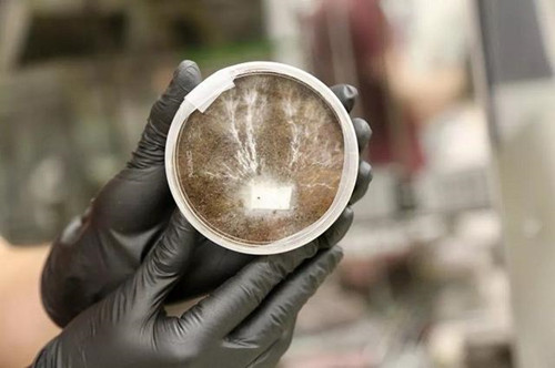 NASA探索在火星上利用菌絲來構建棲息地建筑