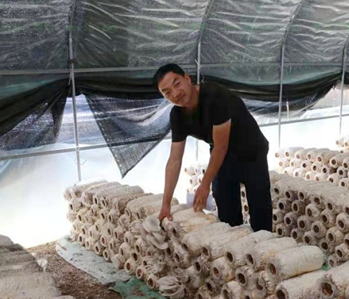 刘云清：平菇种出脱贫路