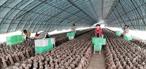 吉林：梨树县大力发展香菇产业 年产值达200万