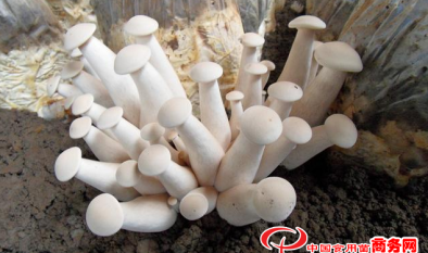 金福菇常用培养料配方