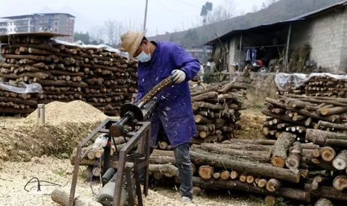 重庆云阳：80万段黑木耳开始种植