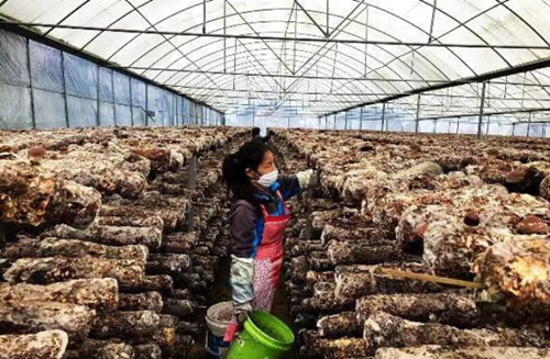 貴州銅仁：香菇產業助貧困戶脫貧增收