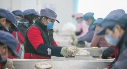贵州：大方雪榕每天上市食用菌120余吨 保障市场“菜篮子”供应