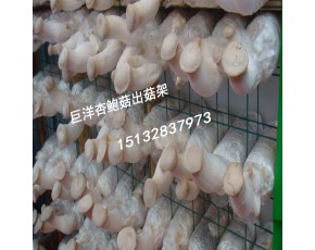 海南省食用菌出菇网格架 工厂化出菇房网格架 猴头菇可移动出菇网格架