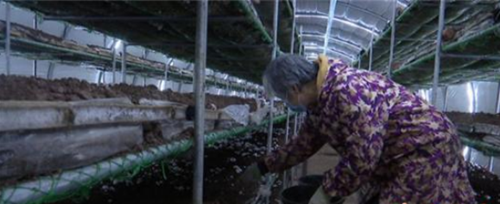 河北广平：千亩菌菇大棚陆续出菇 农民防疫增收两不误