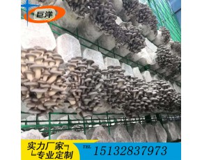 大棚养殖蘑菇架 金针菇层架平铺网格片 灵芝出菇价格