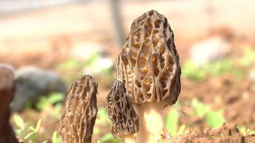貴州威寧：羊肚菌產業托起農民致富夢