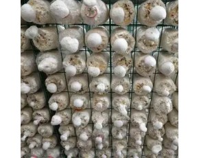 河南省食用菌出菇架 现代化大棚蘑菇出菇架 蘑菇出菇绿色网格