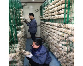 河南省食用菌培养架 工厂化出菇房网格网架 蘑菇出菇绿色网格