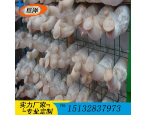 江西省绿色蘑菇网片 现代化大棚出菇网格架 食用菌规模化养殖架