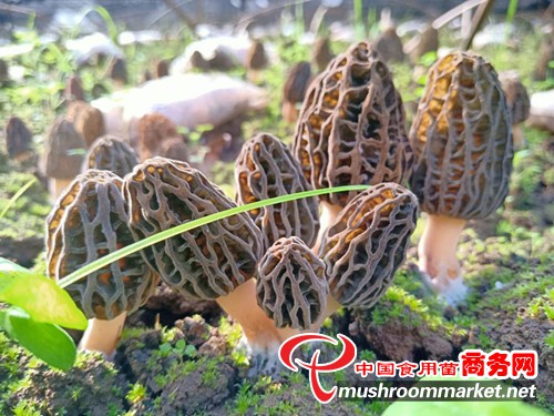 云南華坪：羊肚菌進入采收季 每畝產(chǎn)值達3萬元以上