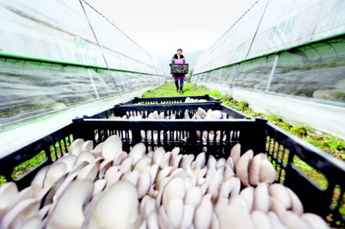贵州毕节：食用菌产业助脱贫