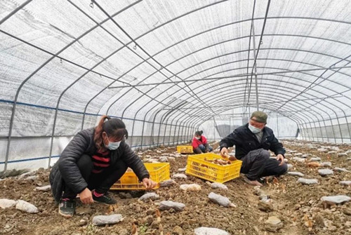 產值可達1200萬 貴州銅仁羊肚菌基地扶貧成效顯著
