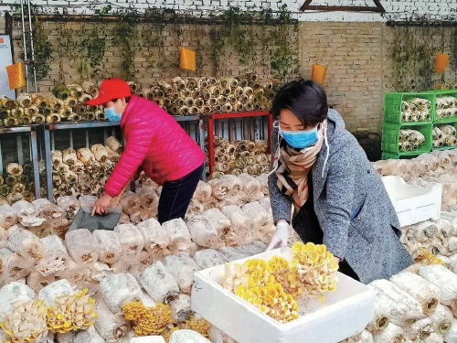 北京怀柔区榆黄菇新鲜上市