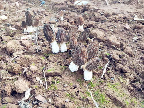 河南三門峽市陜州區九龍農業科技有限公司的羊肚菌豐收在望